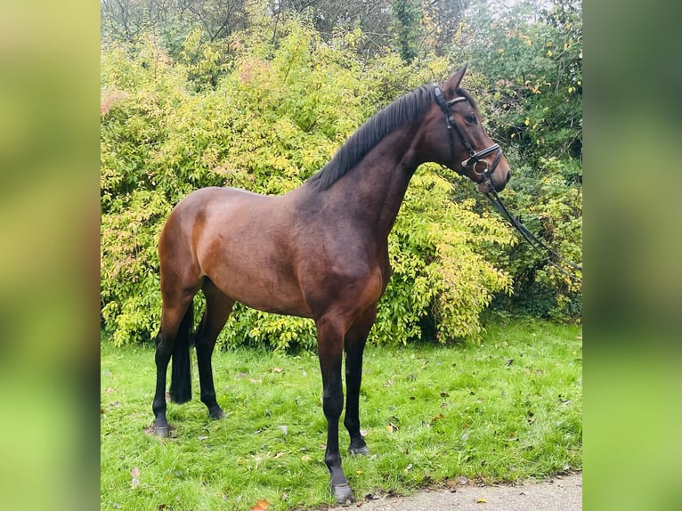 Hannover Giumenta 4 Anni 167 cm Baio in Essen (Oldenburg) Hannover Giumenta 4 Anni 167 cm Baio in Essen (Oldenburg)