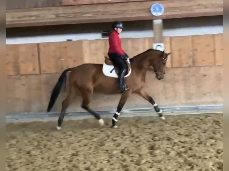 Hannover Giumenta 4 Anni 167 cm Baio in Schömberg