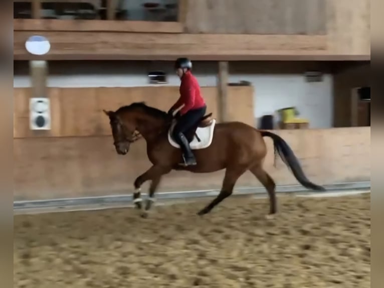 Hannover Giumenta 4 Anni 167 cm Baio in Schömberg