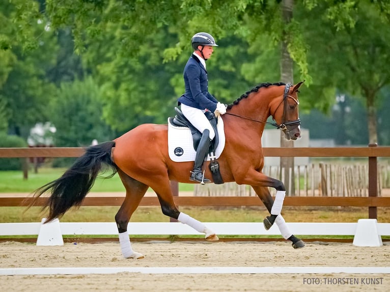 Hannover Giumenta 4 Anni 167 cm Baio in Verden