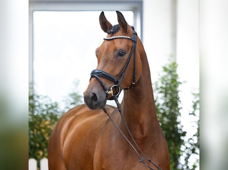 Hannover Giumenta 4 Anni 167 cm Baio in Verden