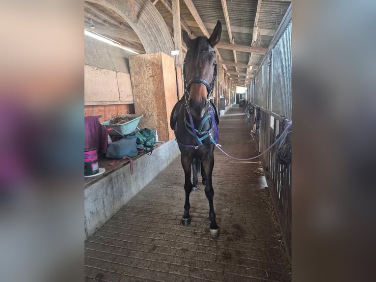 Hannover Giumenta 4 Anni 167 cm Baio nero in Remscheid