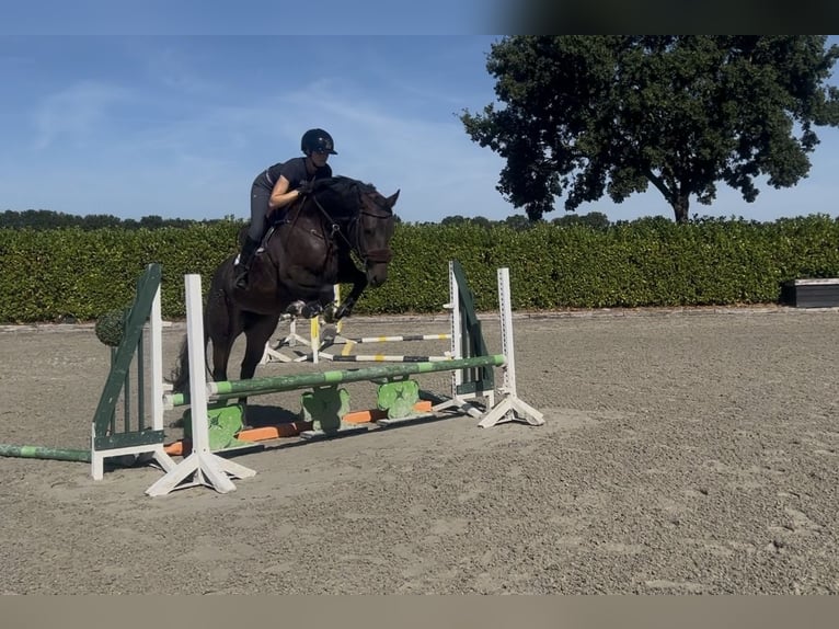 Hannover Giumenta 4 Anni 167 cm Baio nero in Nettetal