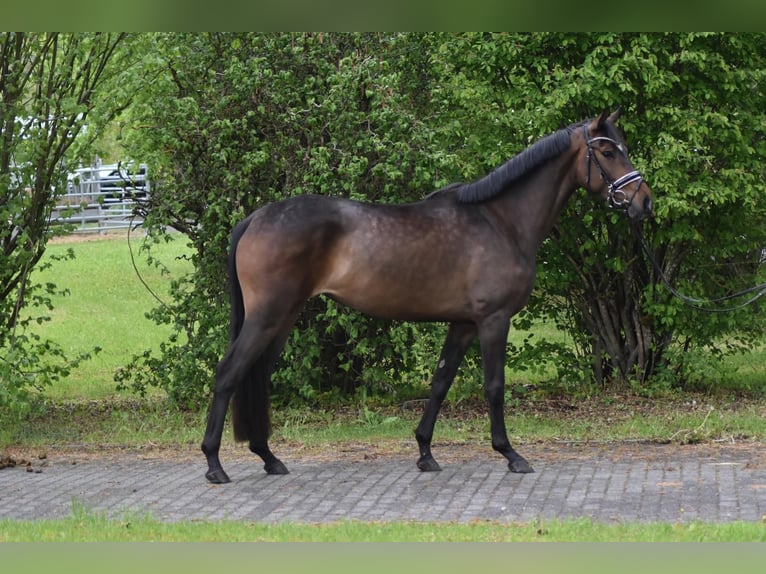 Hannover Giumenta 4 Anni 167 cm Baio scuro in Herbstein