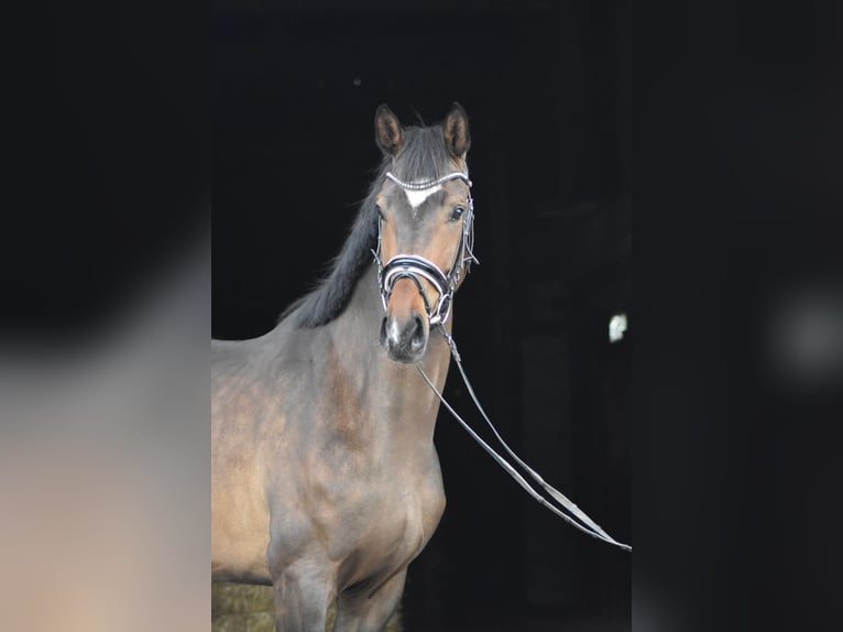 Hannover Giumenta 4 Anni 167 cm Baio scuro in Herbstein