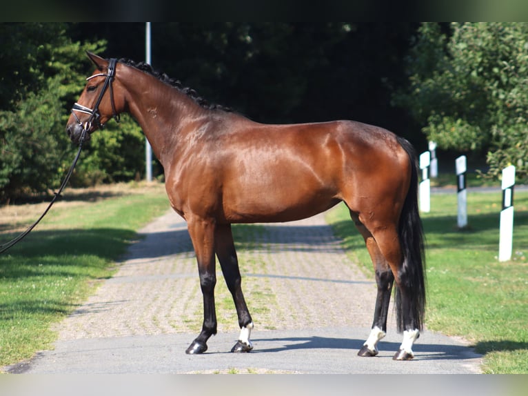 Hannover Giumenta 4 Anni 167 cm Baio scuro in Deinstedt