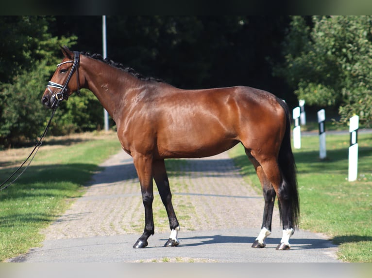 Hannover Giumenta 4 Anni 167 cm Baio scuro in Deinstedt