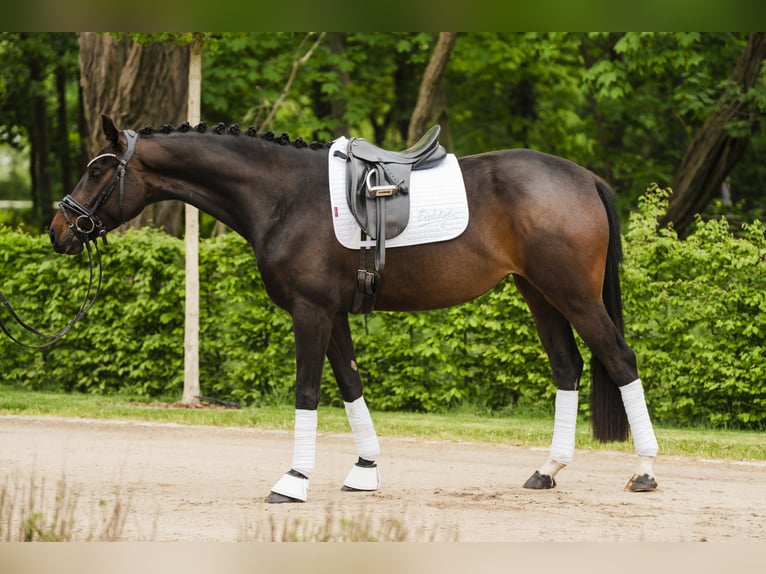 Hannover Giumenta 4 Anni 167 cm Baio scuro in Stahnsdorf