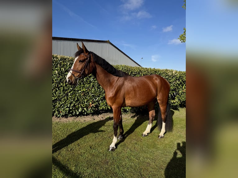 Hannover Giumenta 4 Anni 167 cm  in Bremen