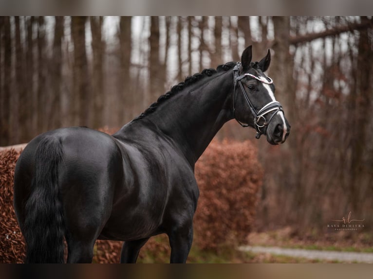 Hannover Giumenta 4 Anni 167 cm Morello in Wehringen