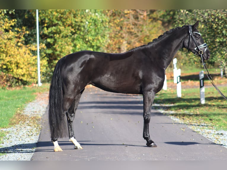 Hannover Giumenta 4 Anni 167 cm Morello in Deinstedt