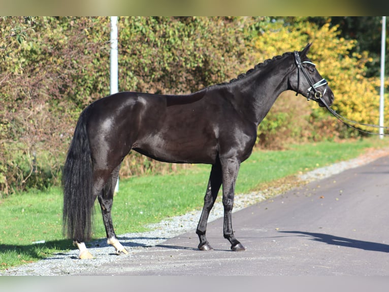 Hannover Giumenta 4 Anni 167 cm Morello in Deinstedt