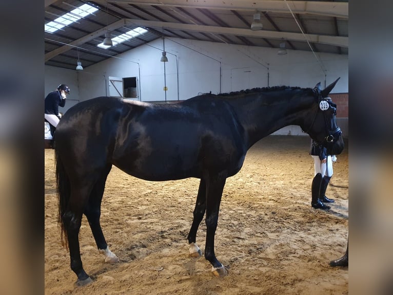 Hannover Giumenta 4 Anni 167 cm Morello in Fuldabrück