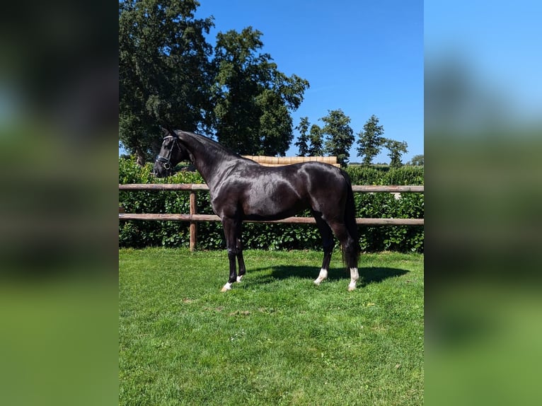 Hannover Giumenta 4 Anni 167 cm Morello in Twistringen