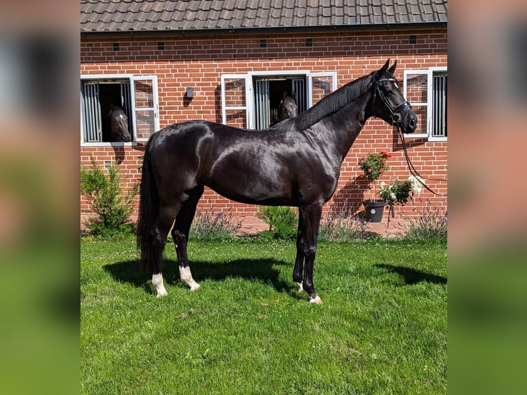 Hannover Giumenta 4 Anni 167 cm Morello in Twistringen