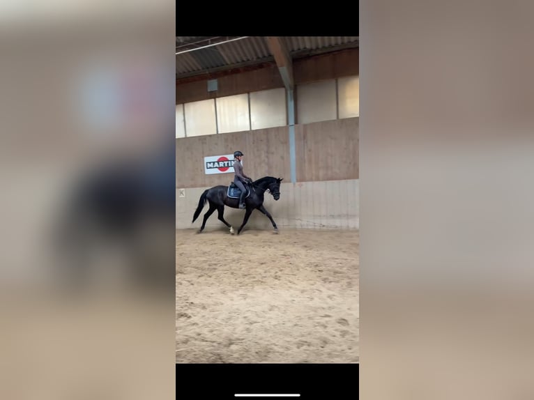 Hannover Giumenta 4 Anni 167 cm Morello in Zwiesel