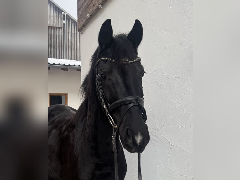 Hannover Giumenta 4 Anni 167 cm Morello in Zwiesel