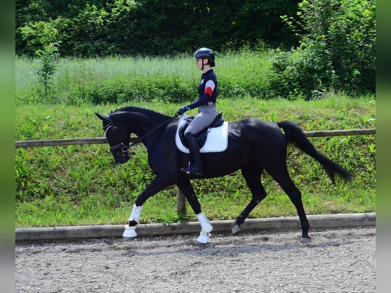 Hannover Giumenta 4 Anni 167 cm Morello in Wellheim