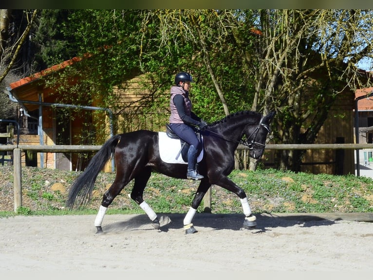 Hannover Giumenta 4 Anni 167 cm Morello in Wellheim