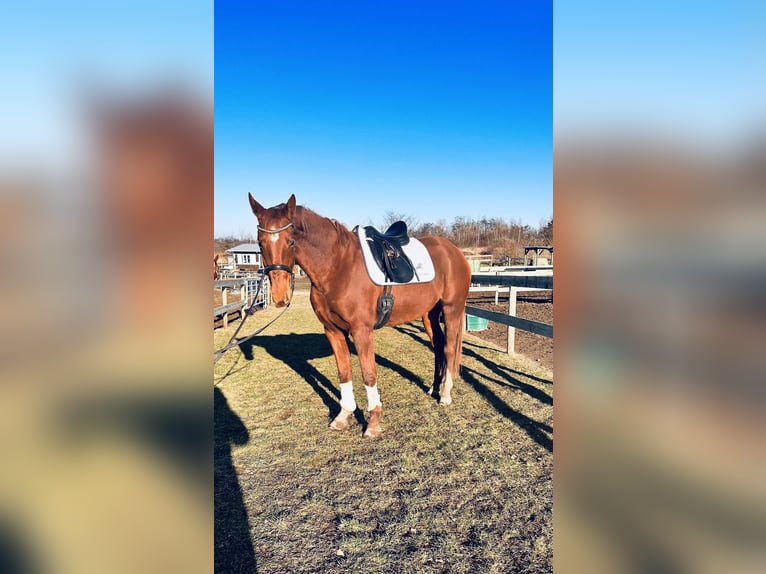 Hannover Giumenta 4 Anni 167 cm Sauro in Leipzig