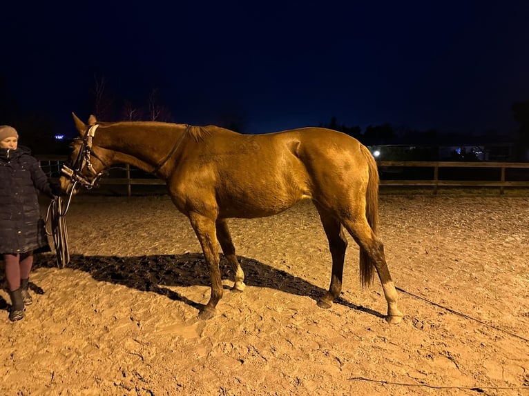 Hannover Giumenta 4 Anni 167 cm Sauro in Leipzig