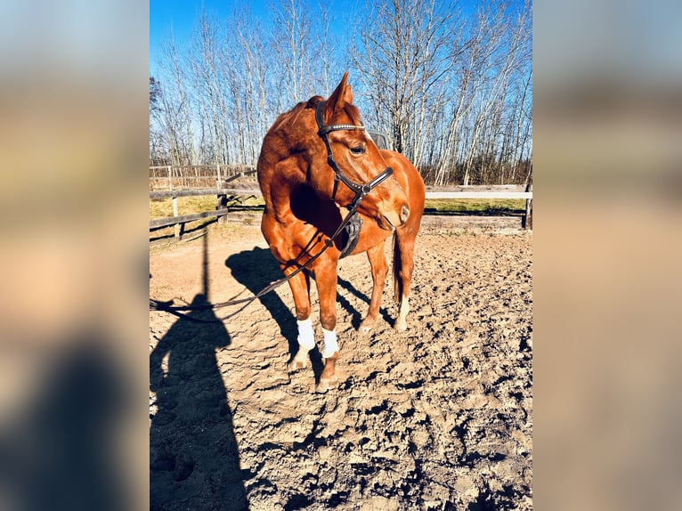 Hannover Giumenta 4 Anni 167 cm Sauro in Leipzig