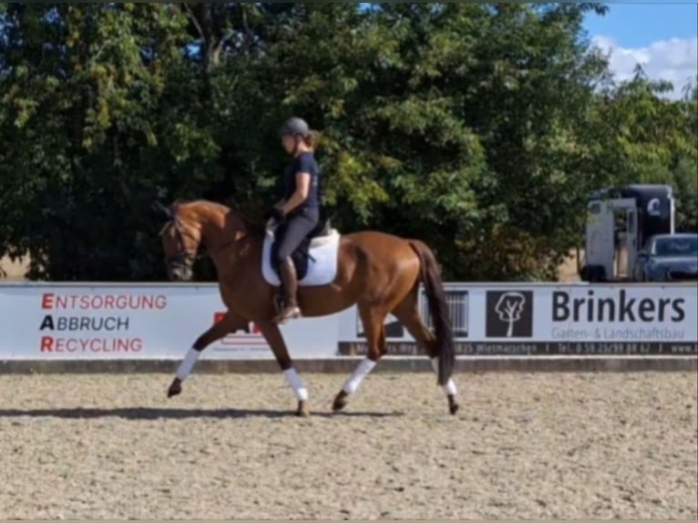 Hannover Giumenta 4 Anni 167 cm Sauro in Wietmarschen