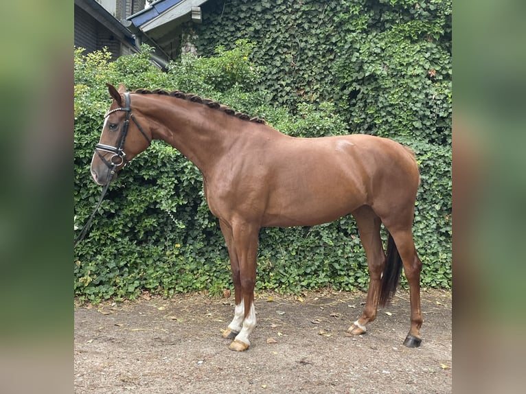 Hannover Giumenta 4 Anni 167 cm Sauro in Kirchlinteln