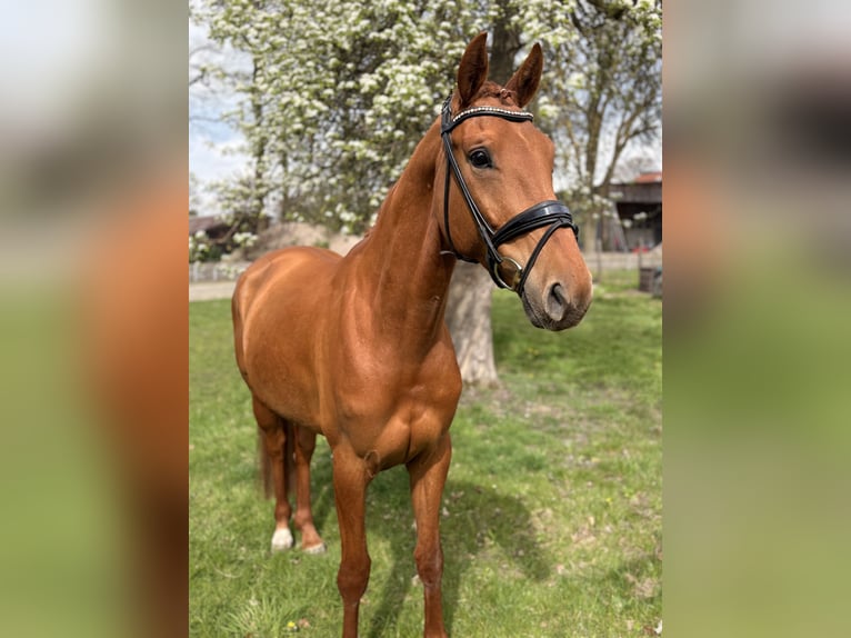 Hannover Giumenta 4 Anni 167 cm Sauro in Scheeßel