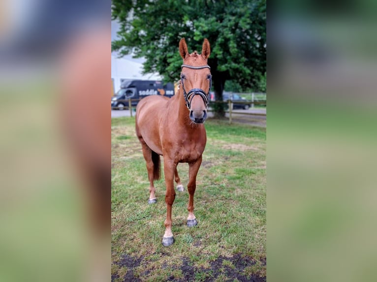 Hannover Giumenta 4 Anni 167 cm Sauro in Kirchlinteln