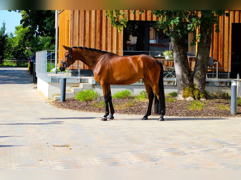 Hannover Giumenta 4 Anni 168 cm Baio in Weiterstadt