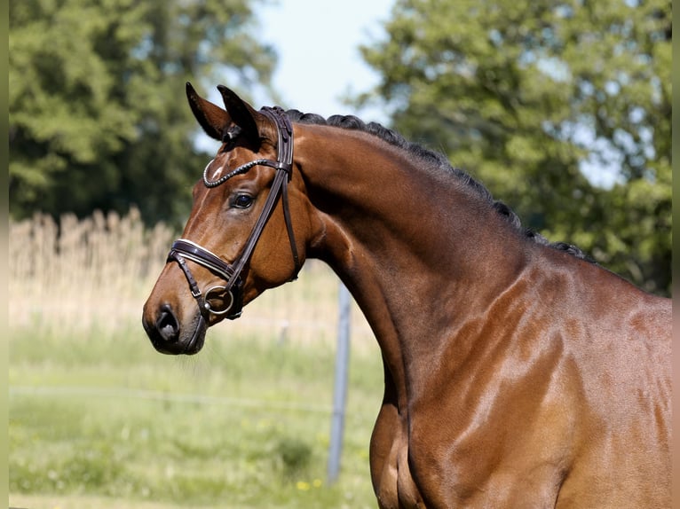 Hannover Giumenta 4 Anni 168 cm Baio in Nordhorn