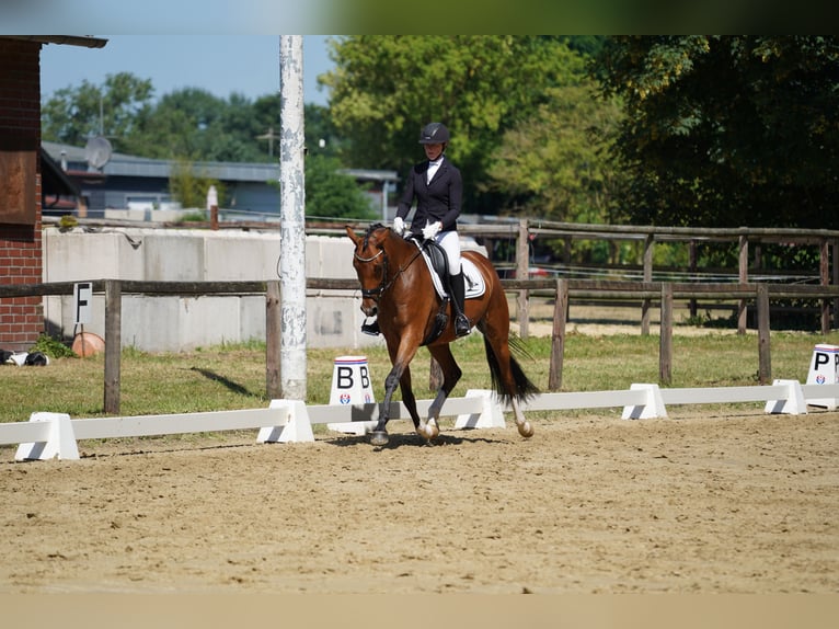 Hannover Giumenta 4 Anni 168 cm Baio in Coesfeld