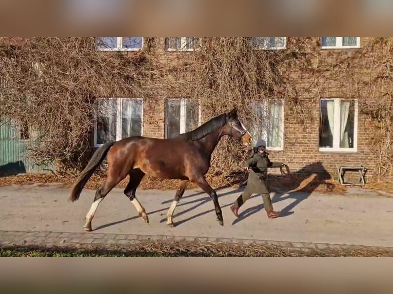 Hannover Giumenta 4 Anni 168 cm Baio in Kaarst