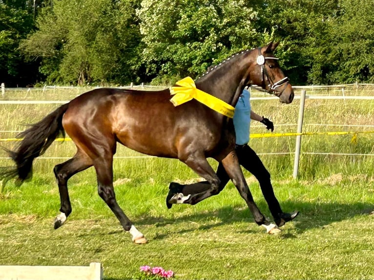 Hannover Giumenta 4 Anni 168 cm Baio in Nienhagen