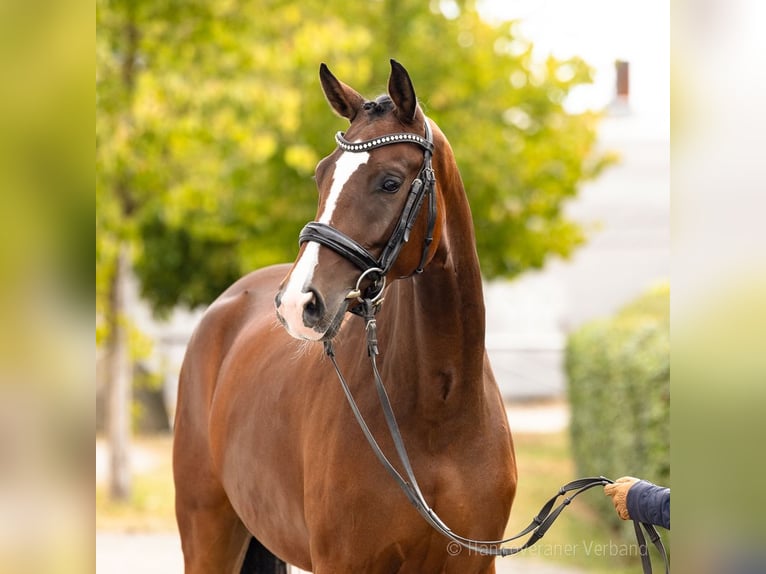 Hannover Giumenta 4 Anni 168 cm Baio in Verden