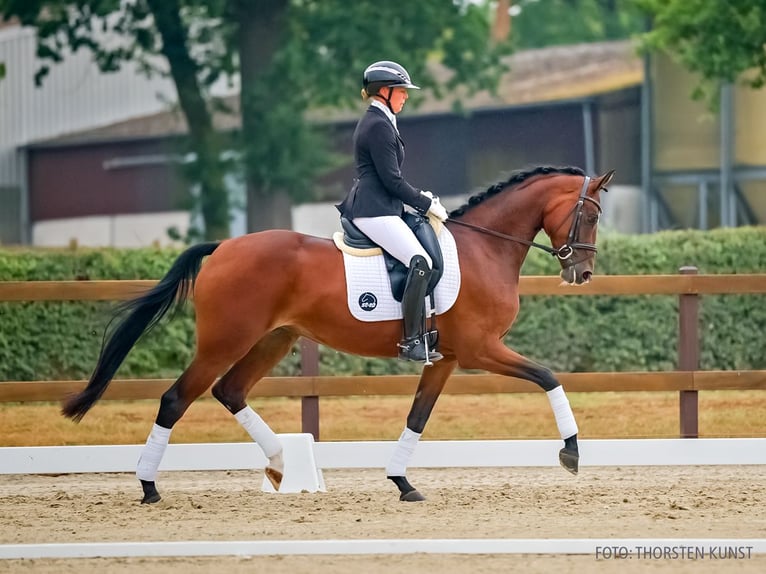 Hannover Giumenta 4 Anni 168 cm Baio in Verden