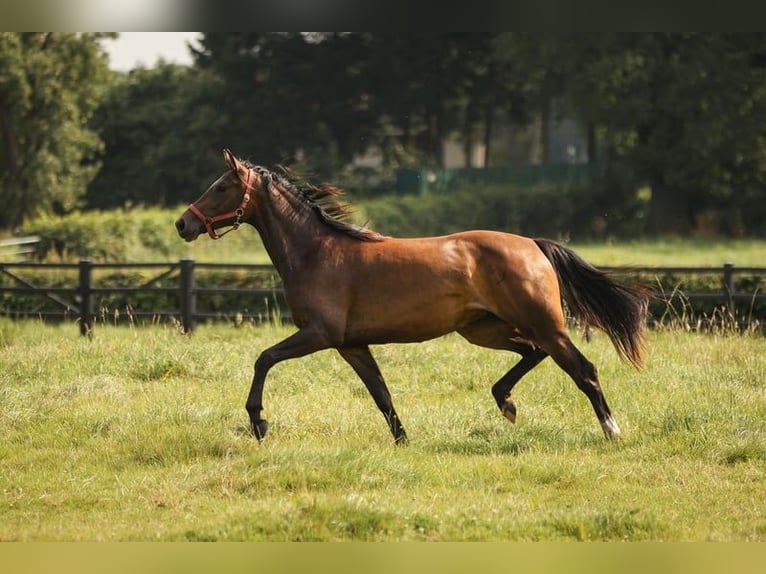 Hannover Giumenta 4 Anni 168 cm Baio in Moers