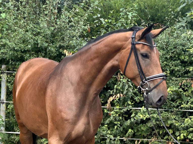 Hannover Giumenta 4 Anni 168 cm Baio in Hohenhameln