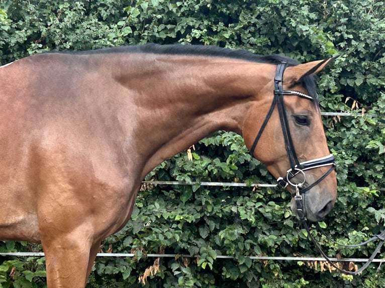 Hannover Giumenta 4 Anni 168 cm Baio in Hohenhameln