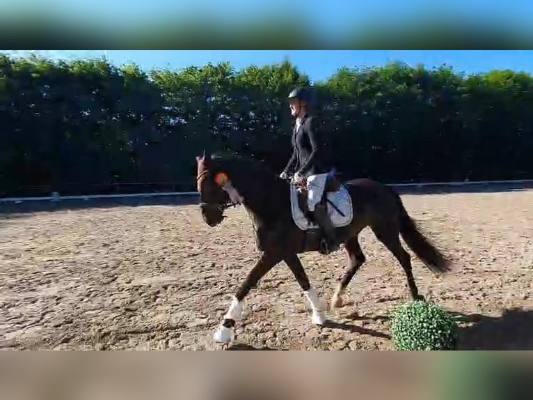Hannover Giumenta 4 Anni 168 cm Baio nero in Wadern