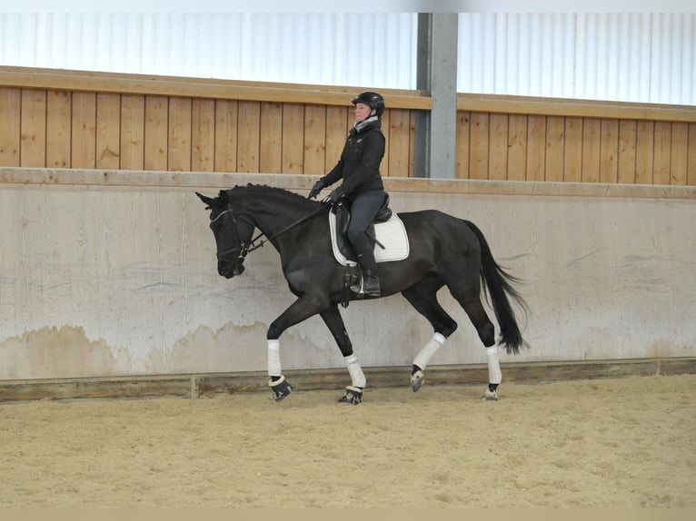 Hannover Giumenta 4 Anni 168 cm Baio nero in Wellheim