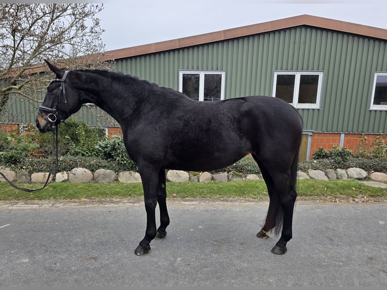 Hannover Giumenta 4 Anni 168 cm Baio scuro in Kutenholz