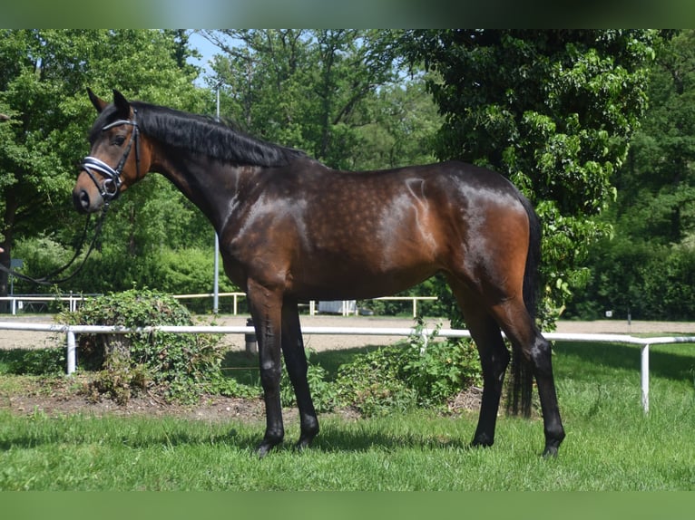 Hannover Giumenta 4 Anni 168 cm Baio scuro in Nienhagen