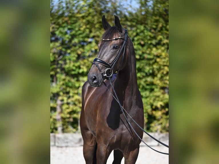 Hannover Giumenta 4 Anni 168 cm Baio scuro in Rosenheim