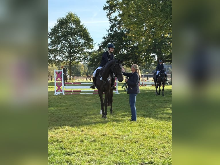 Hannover Giumenta 4 Anni 168 cm Baio scuro in Nienburg (Weser) Holtorf