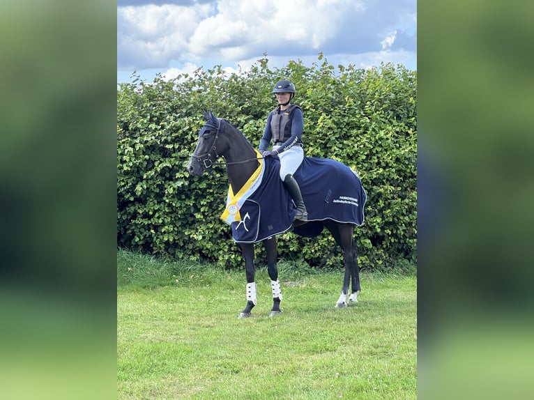 Hannover Giumenta 4 Anni 168 cm Morello in Preetz