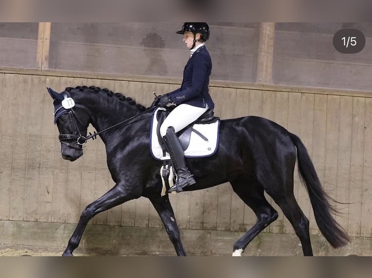 Hannover Giumenta 4 Anni 168 cm Morello in Preetz
