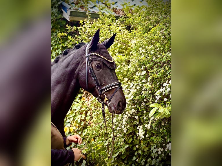 Hannover Giumenta 4 Anni 168 cm Morello in Kirchlinteln