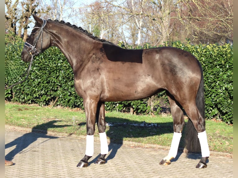 Hannover Giumenta 4 Anni 168 cm Morello in Selsingen